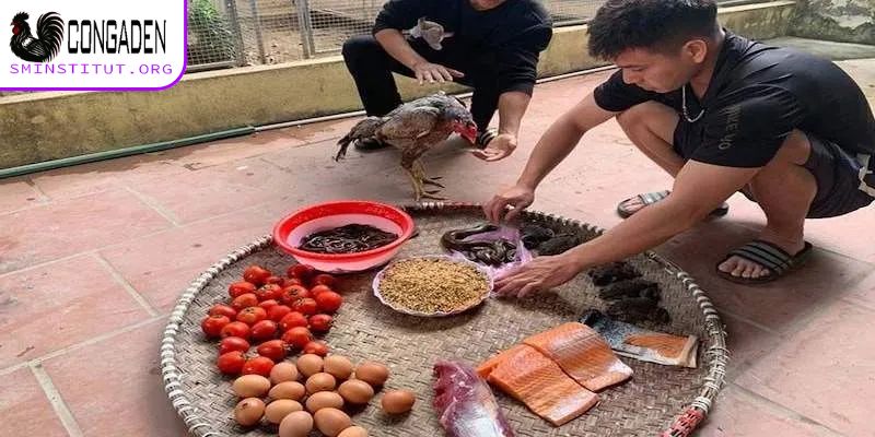 Cách vô mồi cho gà đá - Bí quyết gà sung, đá khỏe 7 Cách vô mồi cho gà đá cần chú ý những gì?
