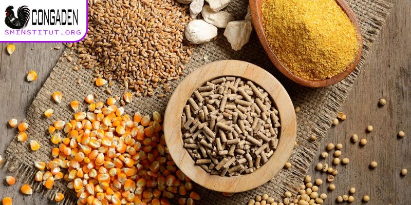 Cách vô mồi cho gà đá - Bí quyết gà sung, đá khỏe 6 Hướng dẫn cách vô mồi cho gà đá chuẩn nhất