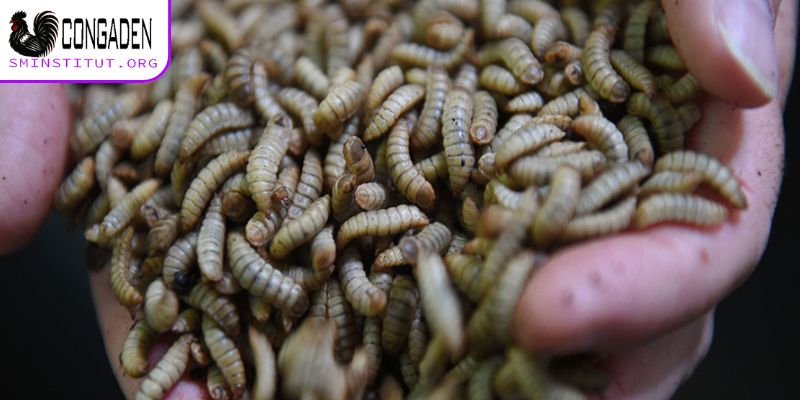 Cách vô mồi cho gà đá - Bí quyết gà sung, đá khỏe 5 Vai trò của chế độ dinh dưỡng cho gà chọi