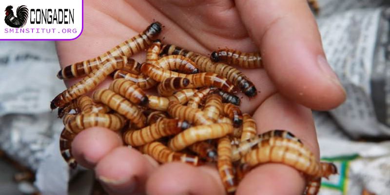 Cách vô mồi cho gà đá - Bí quyết gà sung, đá khỏe 4 Cách vô mồi cho gà đá