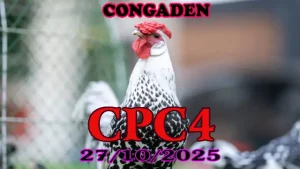 Xem lại clip đá gà Thomo CPC4 ngày 27/10/2025
