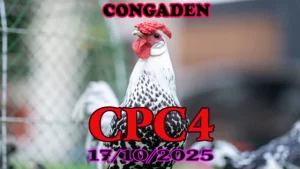 Phát lại đá gà Thomo c4 ngày 17/10/2025