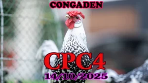 Xem phát lại đá gà Thomo c4 ngày 14/10/2025