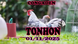 Đá gà trực tiếp TONHON phát lại hôm nay 01/11/2025