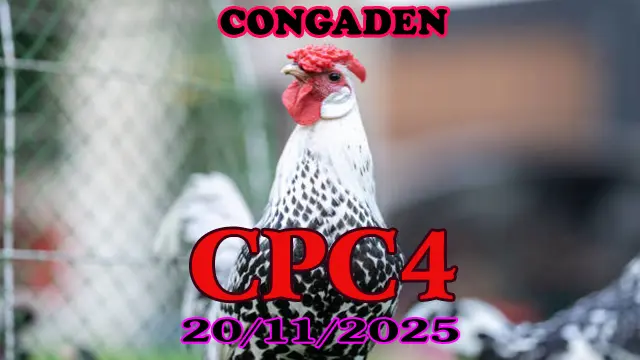 Clip video trực tiếp đá gà CPC4 hôm nay 20112025 chất lượng cao