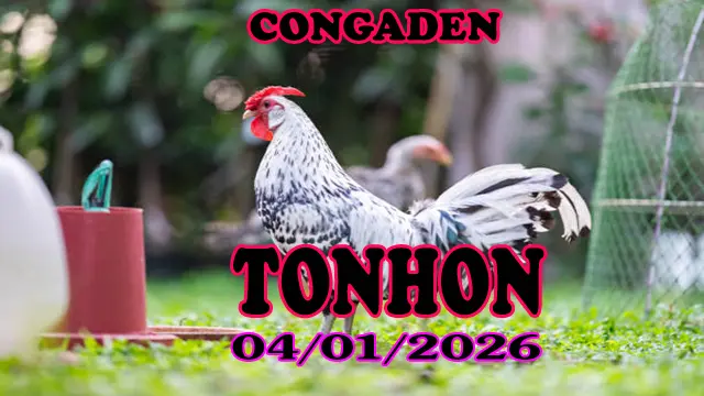 Link Clip Trực Tiếp Đá Gà Tonhon Hôm Nay 04012026