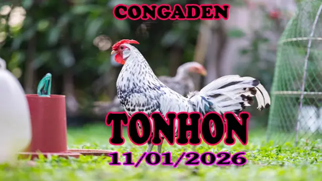 Xem Clip Đá Gà Trực Tiếp Tonhon Hôm Nay 11012026 Full Trận