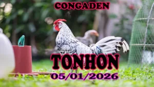 Xem Lại Đá Gà Tonhon 05012026 Trận Đấu Nảy Lửa
