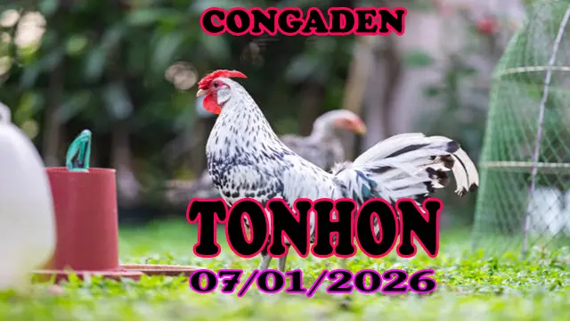 Xem Trực Tiếp Đá Gà Tonhon Ngày 07012026