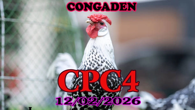 Video đá gà CPC4 hôm nay 12022026 – Trực tiếp và phát lại full trận