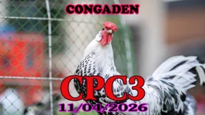 Full Clip Đá Gà Trực Tiếp CPC3 Thomo 11042026