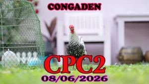 Tổng hợp clip đá gà Thomo CPC2 ngày 08062026