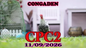 Tổng Hợp Clip đá gà thomo CPC2 Hôm Nay 11092026